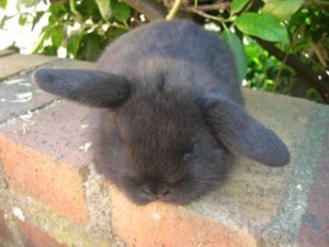 3_femelles_beliers_noires_5