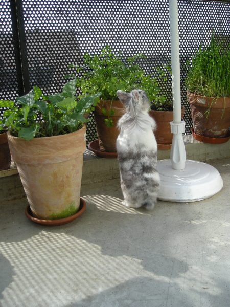 Quinoa debout pour manger