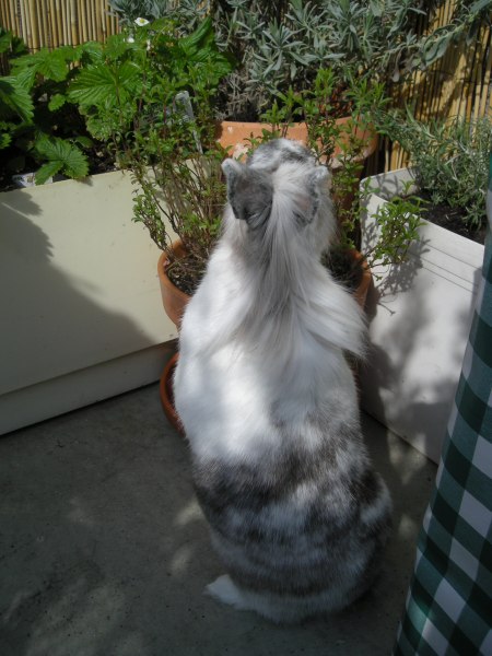 Quinoa debout pour manger