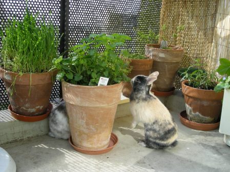 Esope debout pour manger