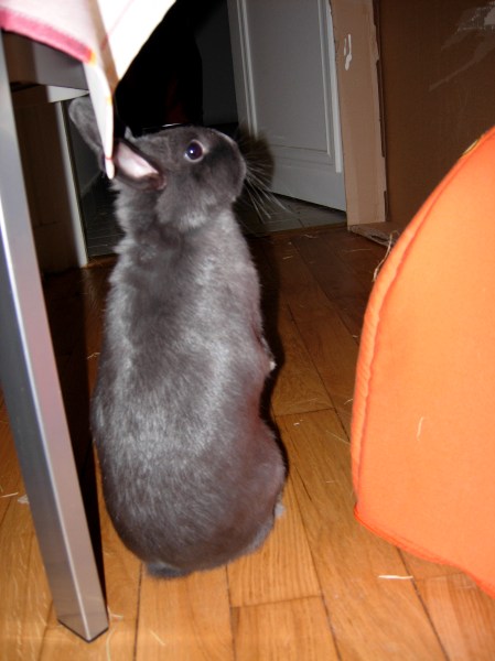 Swap debout voir par-dessus