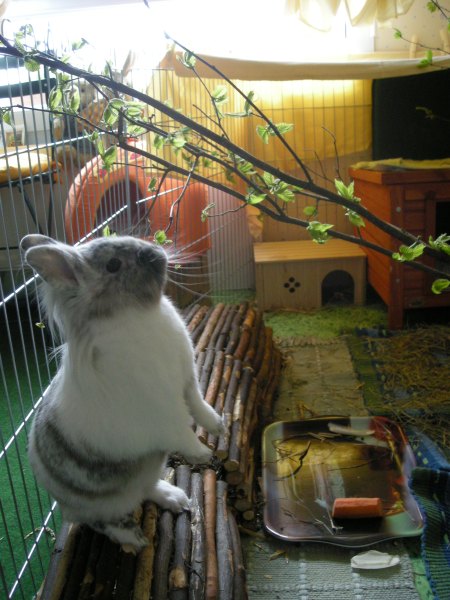 Quinoa debout pour manger