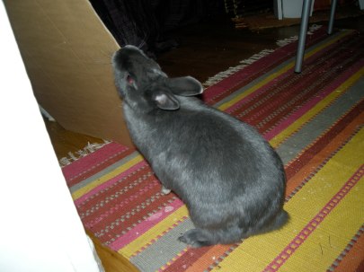 Swap debout marquage