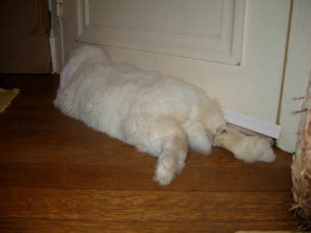 Hermine pattes dans le prolongement du corps