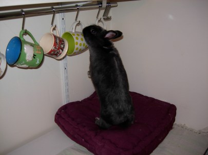 Swap debout curiosité