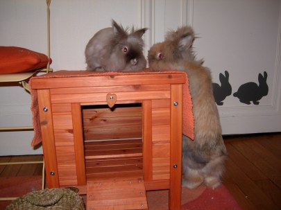 Vénus debout avant de sauter