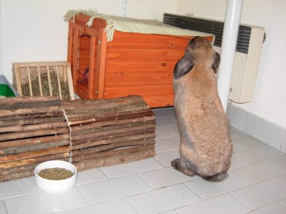 Flore debout avant de sauter
