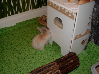 Vénus debout avant de sauter