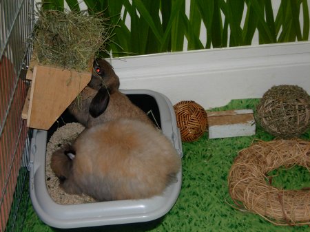 Flore debout pour manger