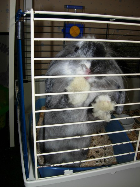 Domino debout impatience repas