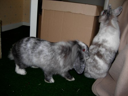 Quinoa debout s'échapper