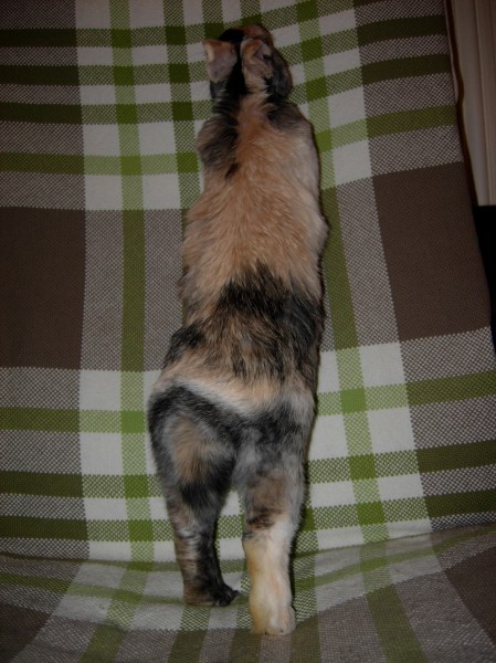 Esope debout pour s'échapper