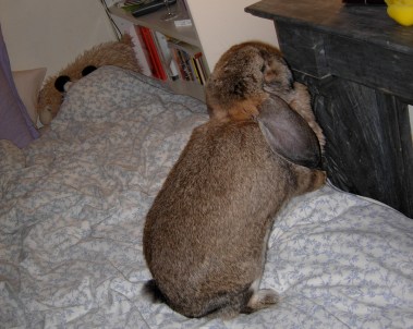 Daphné debout curiosité