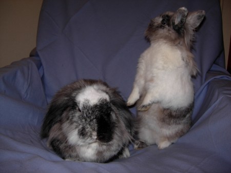 Quinoa debout s'échapper