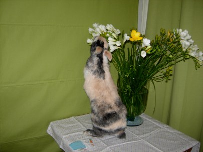 Esope debout curiosité