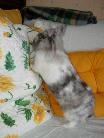 Quinoa debout pour s'enfuir