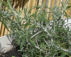 16 avril première sortie 012