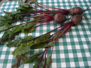 betteraves rouges 007