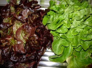 feuille de chêne rouge et verte