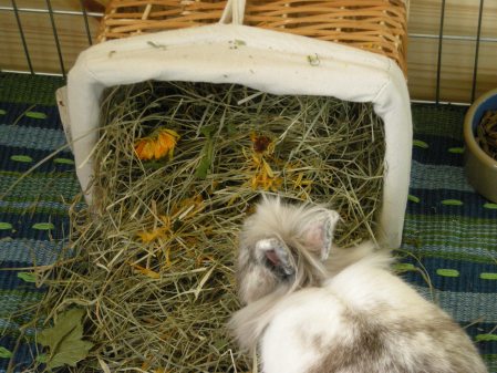 foin enrichi de plantes séchées